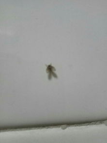 使用杀虫剂，平安又有效