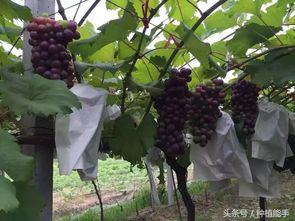 农业种植发展快， 葡萄病虫害也不闲着