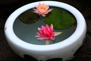 饼肥水：根据容器大小来定