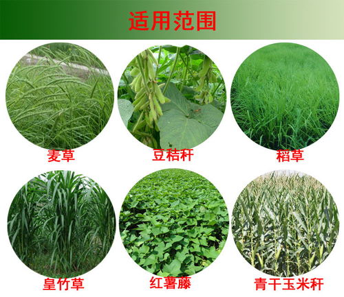 青贮原料需新鲜、含水量适中、无病虫害