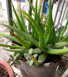 适合家庭养什么植物？这些好养又好看