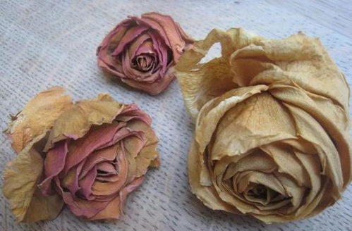 将玫瑰花保存成干花？试试自然风干法