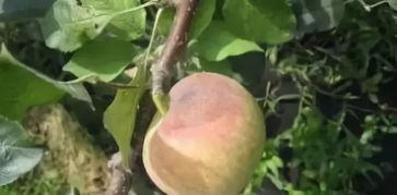 一、 高温高湿的气候条件：冬瓜锈病的Zui爱