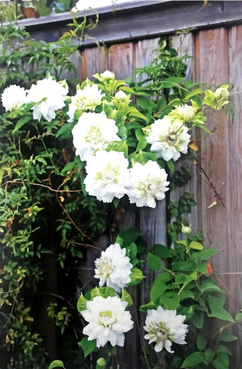 盆栽雏菊种植入门指南