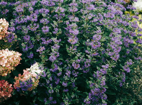 春季紫色花卉盛开的小秘密