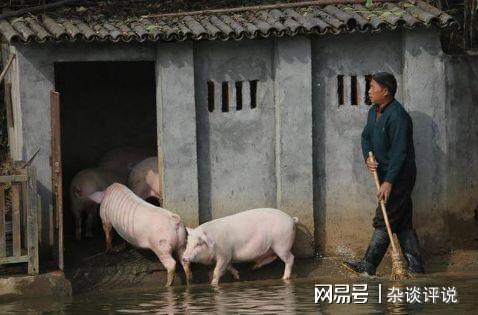 科学使用抗生素，保障猪只健康