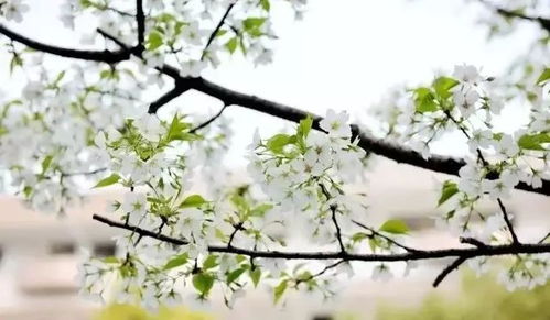 “翠叶斑驳，花影摇曳