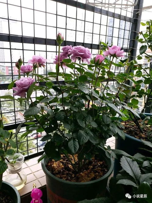 南阳台的多肉植物乐园