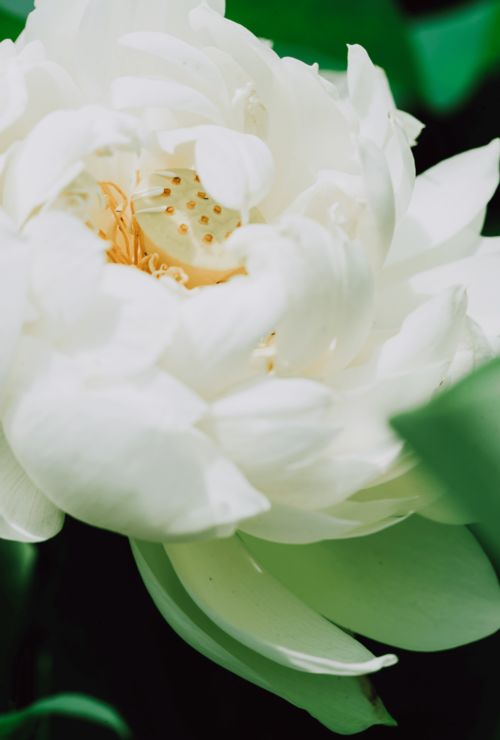 百合花种植黄金期：播种最佳时间指南