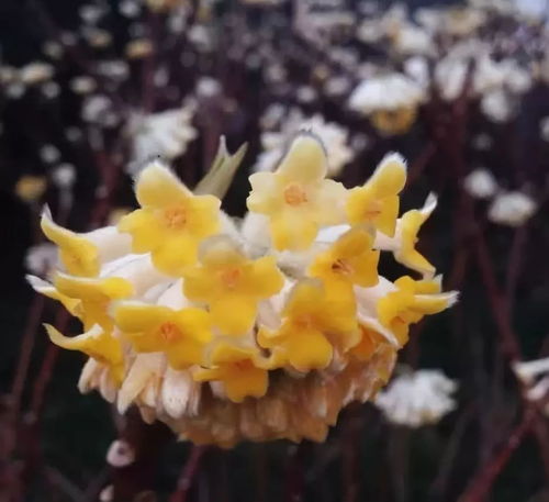 结香的花语传说中，那美丽花朵的神秘故事与象征