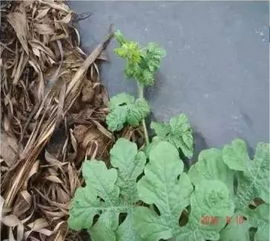 丙环唑的多样用途与病害防治方法