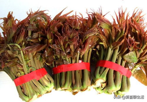 种植户， 那沉默的守护者