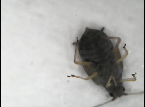 农药的抗性难题