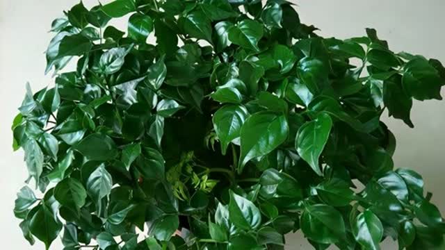 幸福树叶子焉了怎么办？如何挽救这棵树的生命