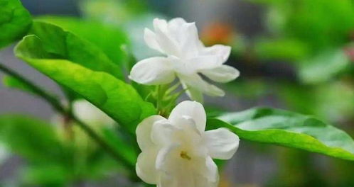 紫藤花怎么养才能长得枝繁叶茂？
