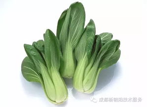 菜地青菜种植，推荐哪种除草剂既能除草又不伤菜？