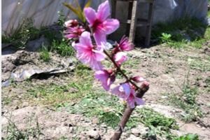 桃花嫁接繁殖有哪些优势，相比其他繁殖方法有哪些独特之处