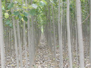 毛96苗木基地的毛96木材价格揭秘