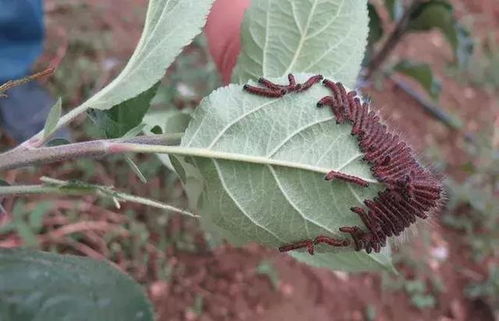 条纹夜蛾的顽固抗性难题