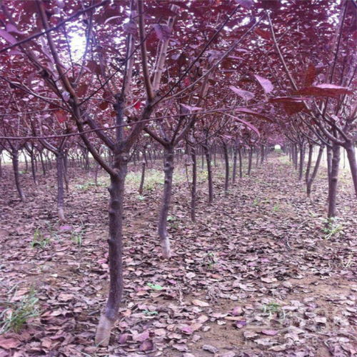 红叶李树：美丽与智慧的结晶