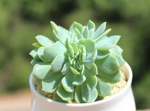 多肉植物千羽鹤养护方法及开花情况介绍