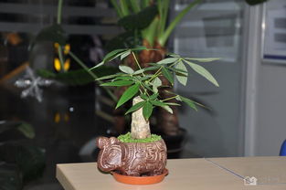 “发财树开花，风水旺；摆放客厅