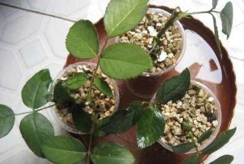 花卉养护技巧：简易方法快速杀死甲虫，保持植物健康成长