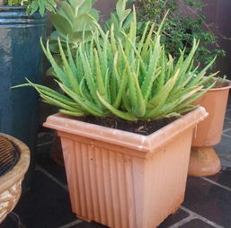 懒人福利， 特耐旱的植物