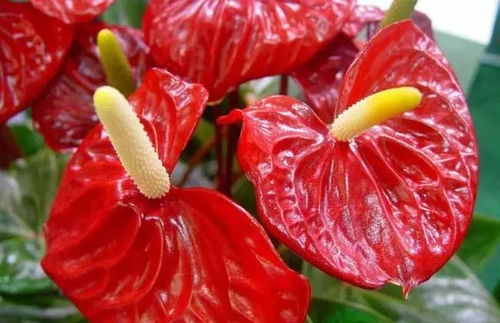 “花卉保鲜秘籍：延长花期，保持鲜嫩！”