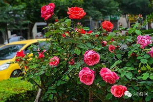 太原月季玫瑰盛开花海，浪漫气息弥漫全城