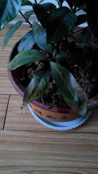 叶子干枯， 原因多样