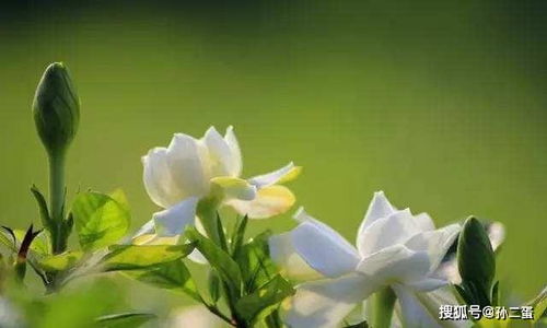 栀子花的养护技巧