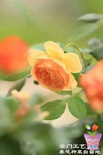 初冬月季叶子发黄，怎么办？