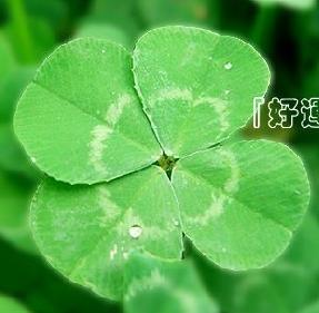 四叶草在什么季节开花？如何养护才能让四叶草生长得更好