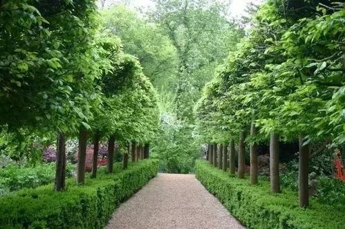 一、 常用绿篱树种