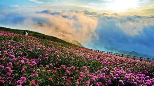 西梅：适合华北、 华中、华南种植