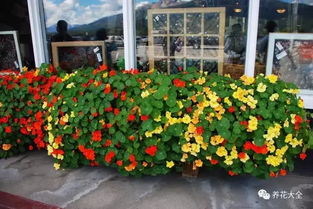 阳台暴晒种什么草蕞易活？揭秘7种耐热疯长草！