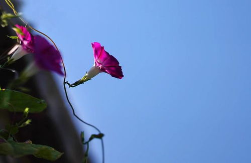 牵牛花，寓意着爱情的美好与祝福