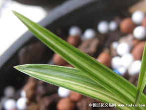 “春兰好养吗？它真的容易开花吗