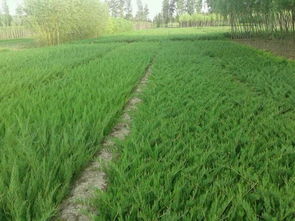 种植密度大揭秘