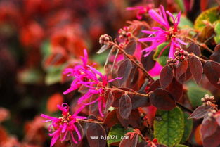 红花檵木与红花继木的故事