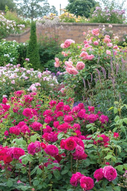 托马斯贝克特月季的花期究竟有多长？