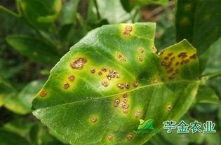 识别苹果树溃疡病斑，精准防治