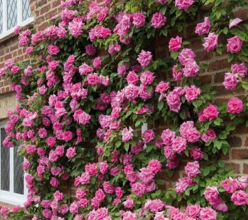 地被月季的科学分类