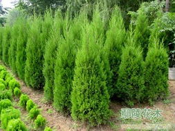 鄢陵花木基地揭秘：探访中国北方花木王国