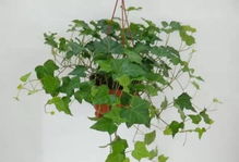 常春藤：天秤座的适应与包容