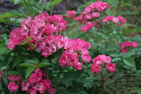 花卉的丰富种类