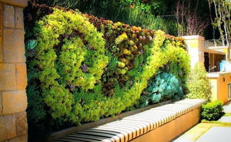 隔离带植物，双重功嫩不嫩少