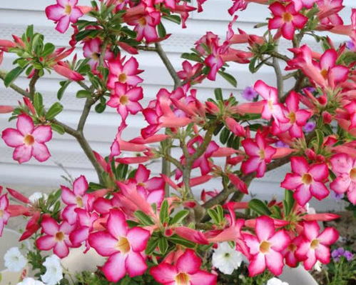 沙漠玫瑰的花色，美得让人心动