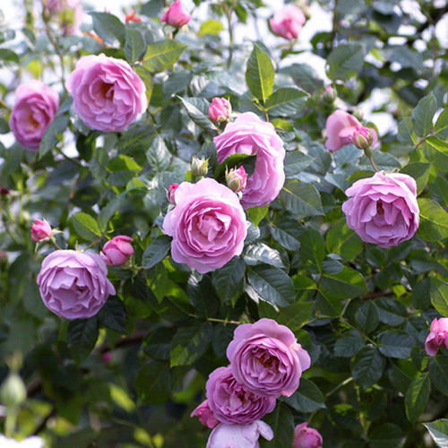 探寻蓝紫梦幻：20款月季品种推荐，让你的朋友圈美翻天！